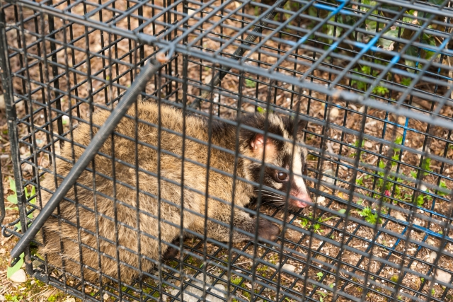 害獣駆除の料金は高い？ハウスプロテクトとの徹底比較も
